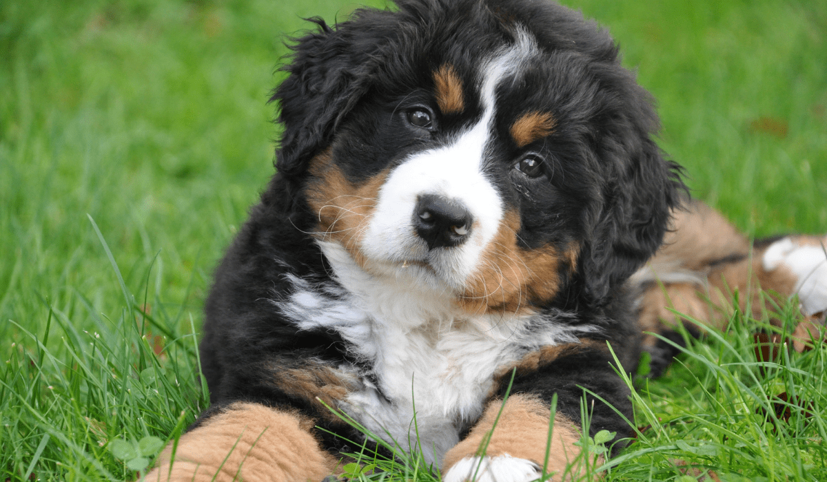 HOA CC&Rs Pet restrictions